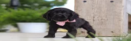 Cocker Spaniel dogs for sale: Beauty - Ad 8