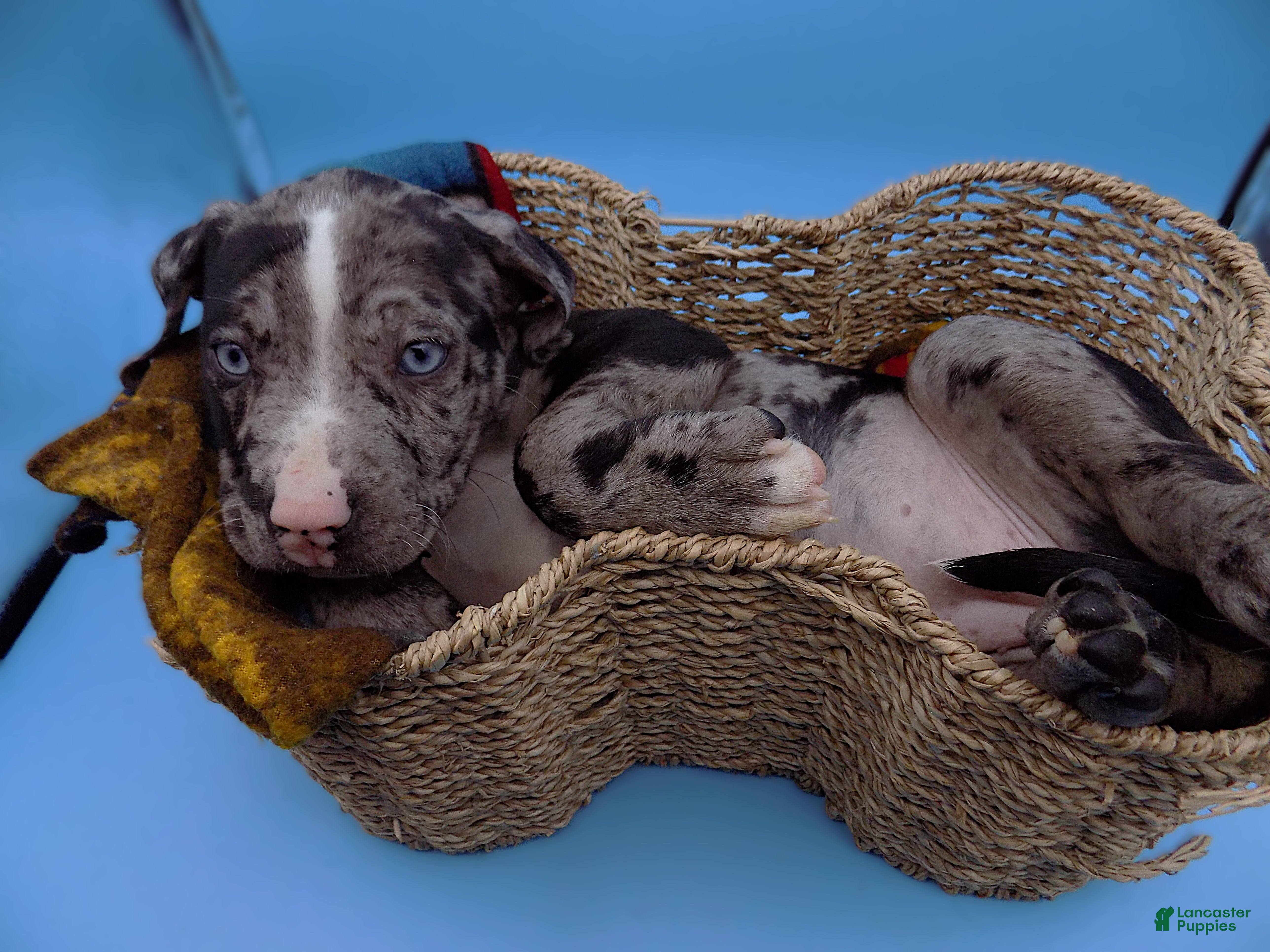 Mixed Breed dogs Minnie Mouse - Ad 5