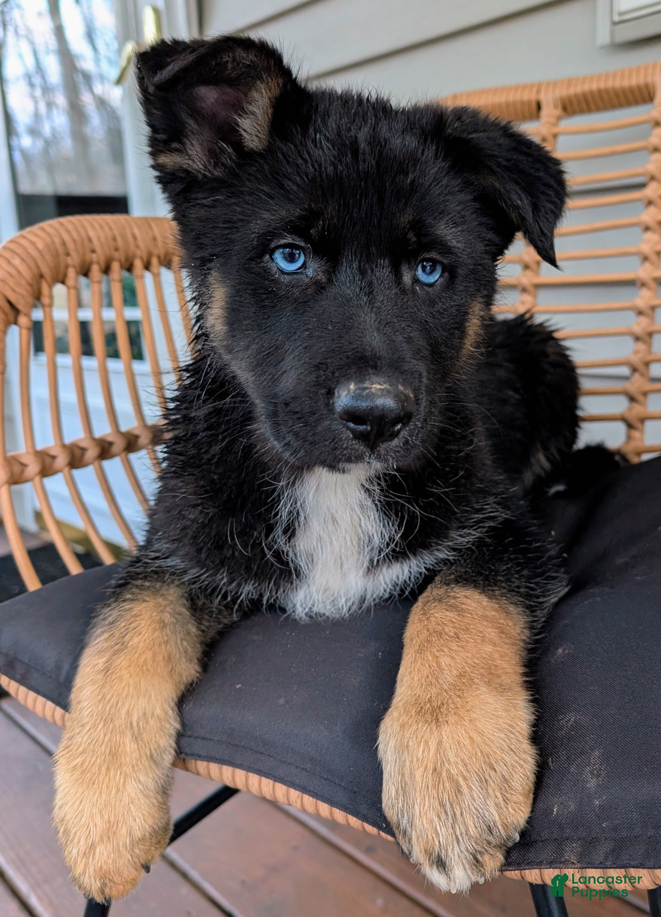 Gerberian Shepsky dogs Camilla  - Ad 1