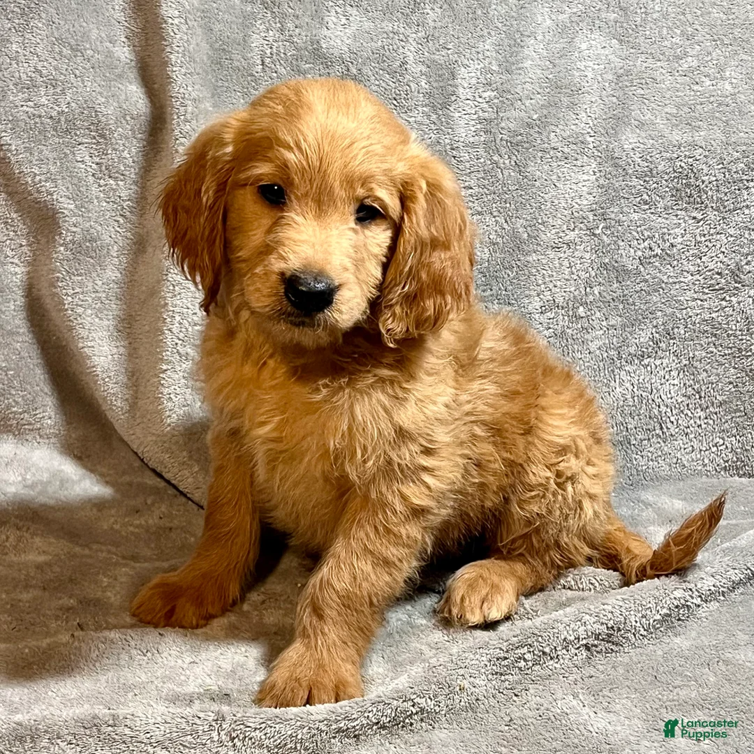 Goldendoodle dogs for sale: Lauren - Ad 4