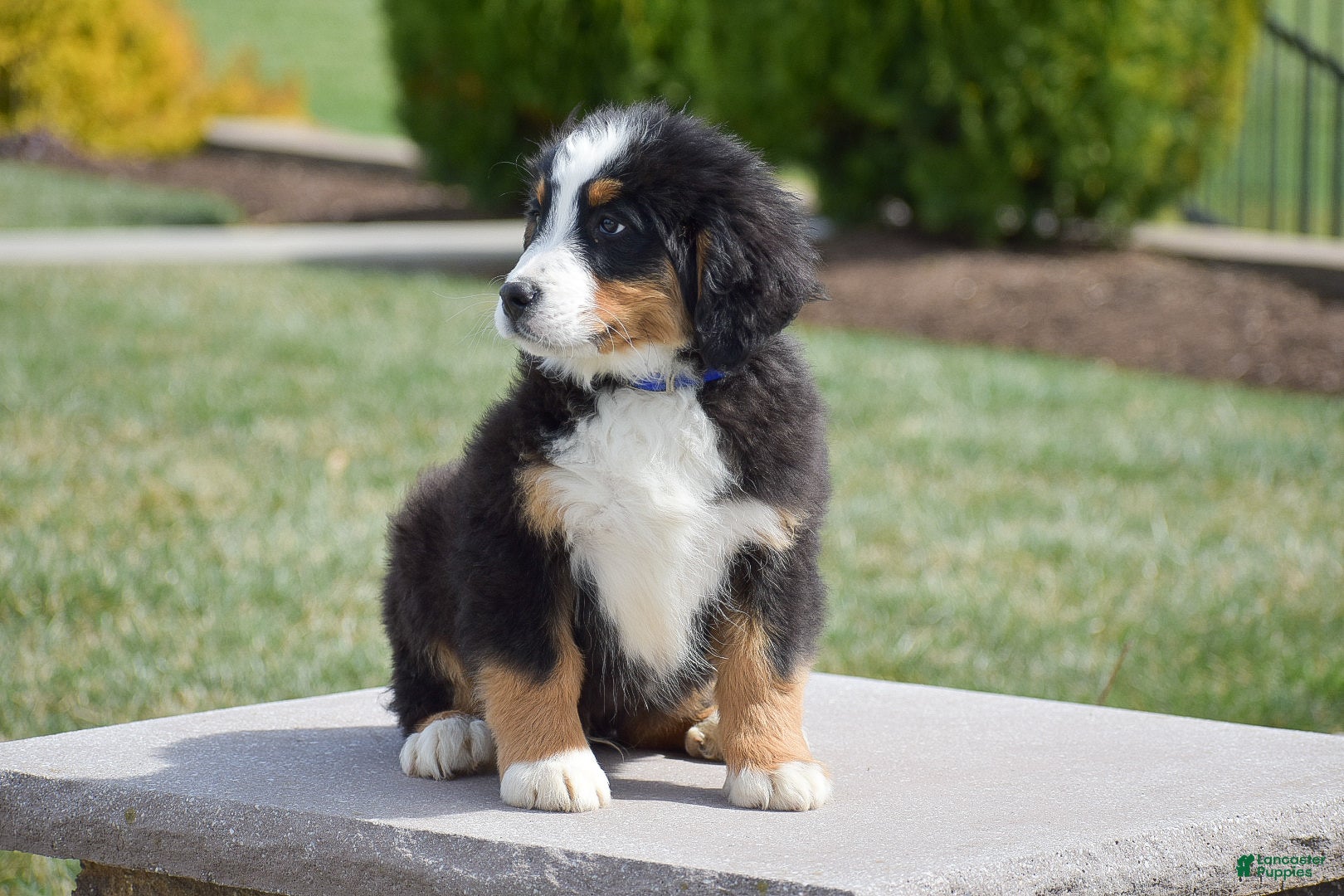 Bernese Mountain Dog dogs Forest - Ad 2