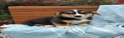 Welsh Corgi Pembroke dogs for sale: Juno - Ad 14