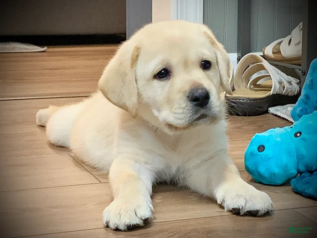 Labrador Retriever dogs for sale: Windsor - Ad 2