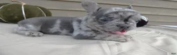 French Bulldog dogs for sale: French Bulldog 2 King - Ad 3