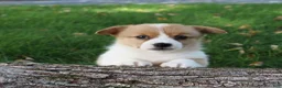 Welsh Corgi Pembroke dogs for sale: Sasha - Ad 4