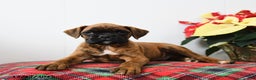 Boxer dogs for sale: Buster - Ad 3