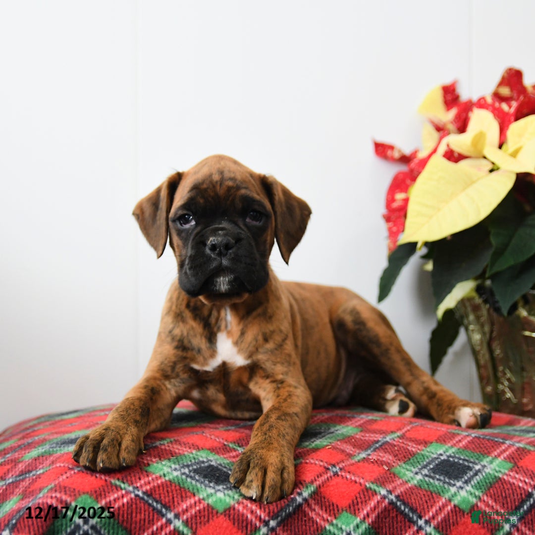 Boxer dogs for sale: Buster - Ad 3
