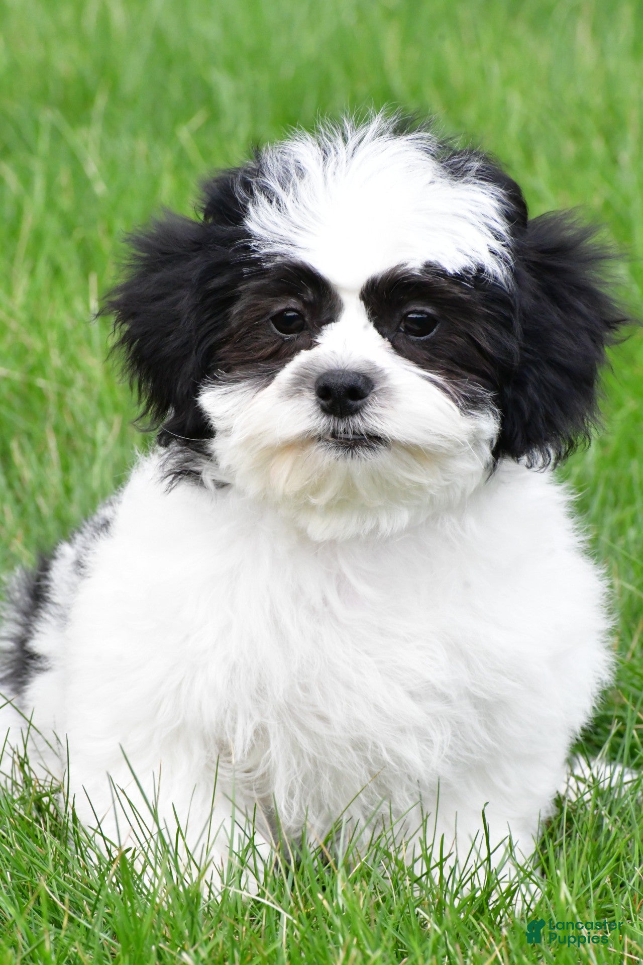 Teddy Bear dogs lincoln - Ad 1