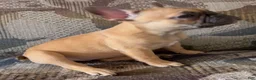 French Bulldog dogs for sale: HEIDI 💕 FAWN PRINCESS IN CALI, USA DELIVERY & FINANCING OPTIONS! - Ad 3