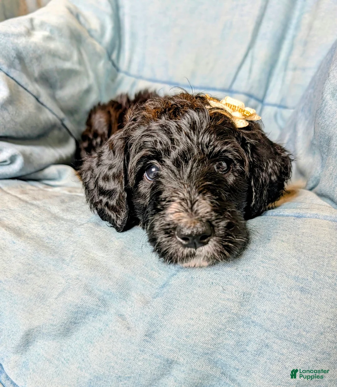 Bernedoodle dogs for sale: The Bright Little Adventurer - Ad 1