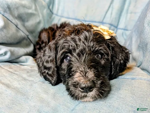 Bernedoodle dogs for sale: The Bright Little Adventurer - Ad 1