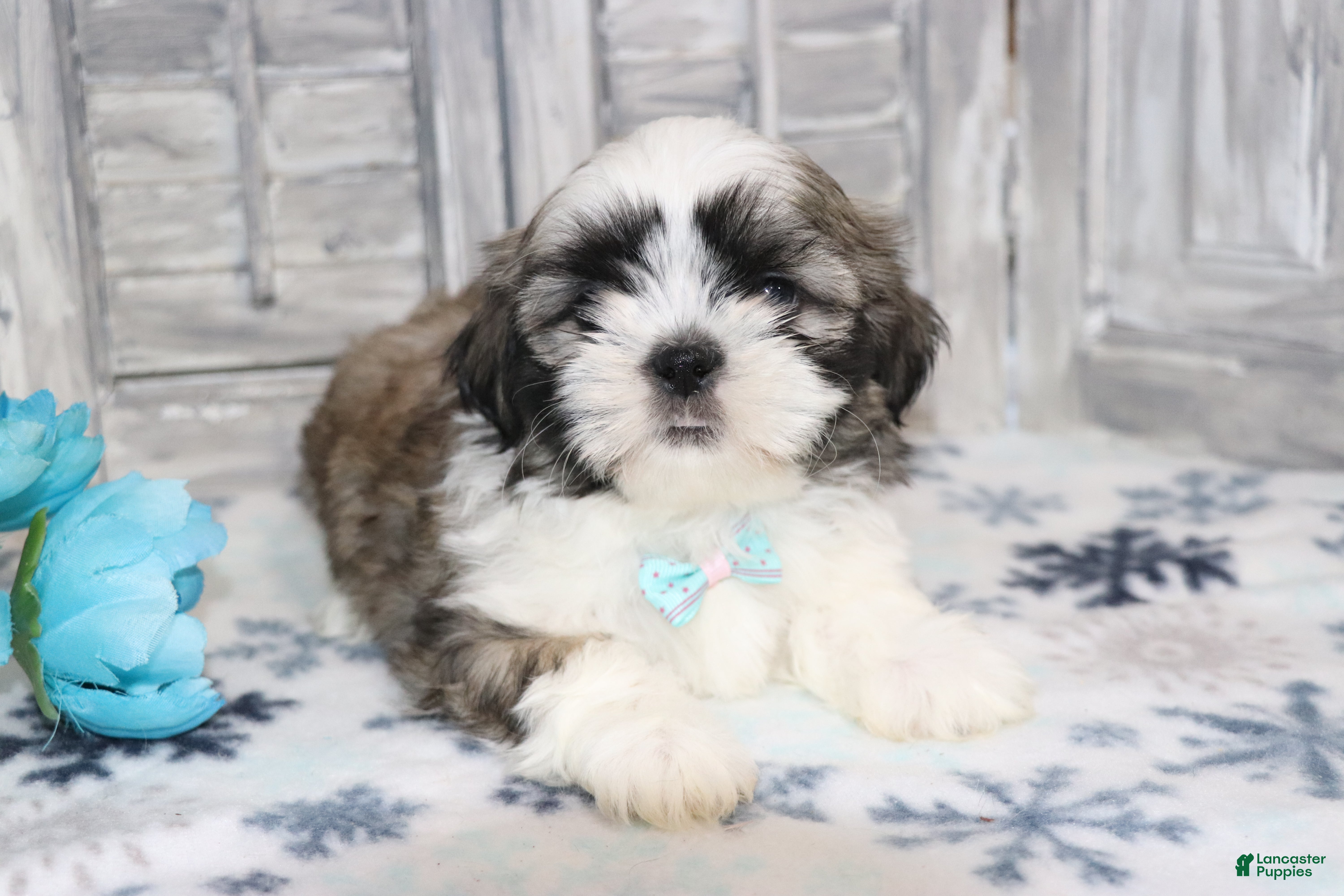 Shih Tzu dogs for sale: Logan  - Ad 1