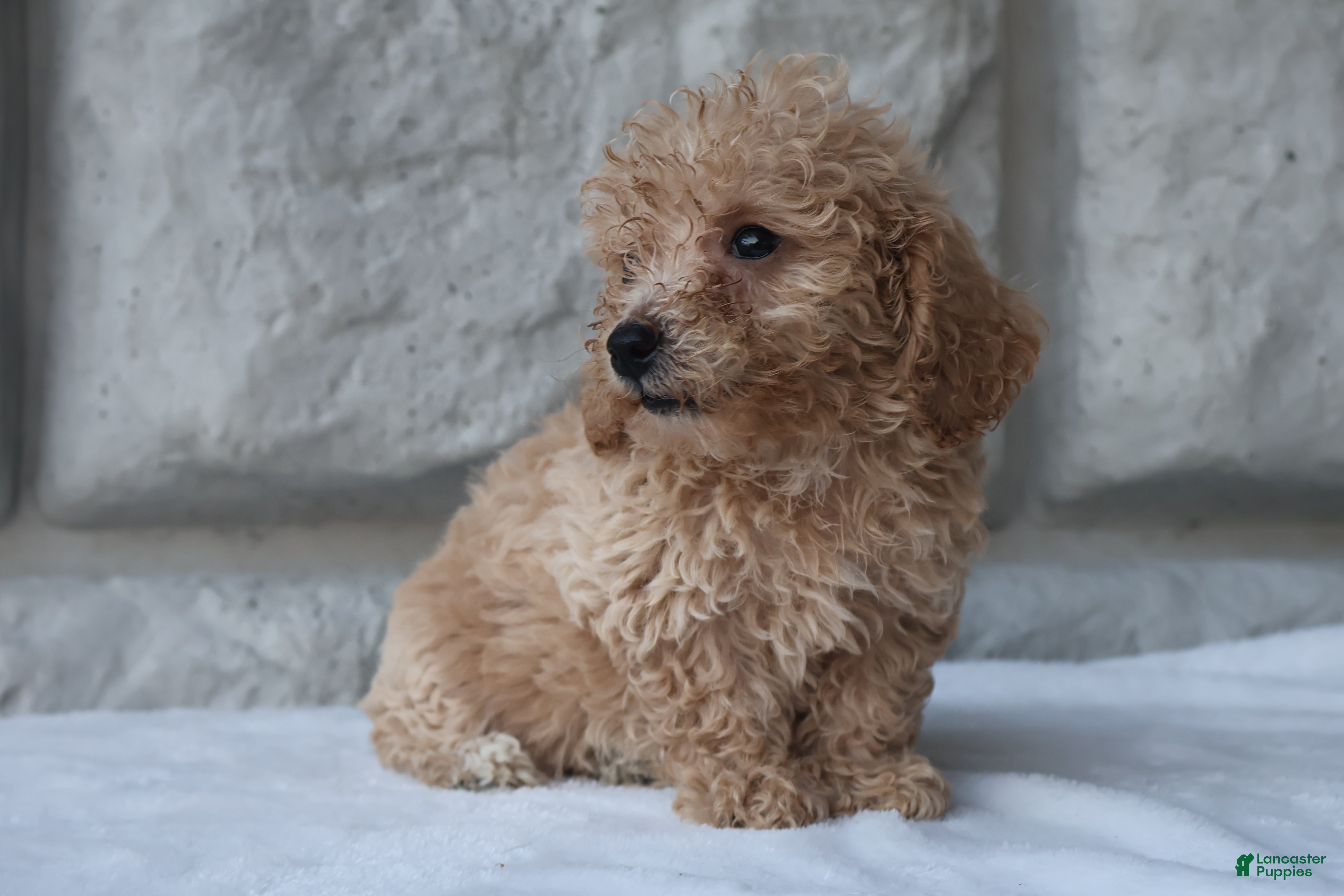 Bichpoo dogs Molly - Ad 2