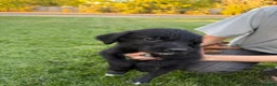 Mixed Breed dogs for sale: Doberdoodle 5 - Ad 4