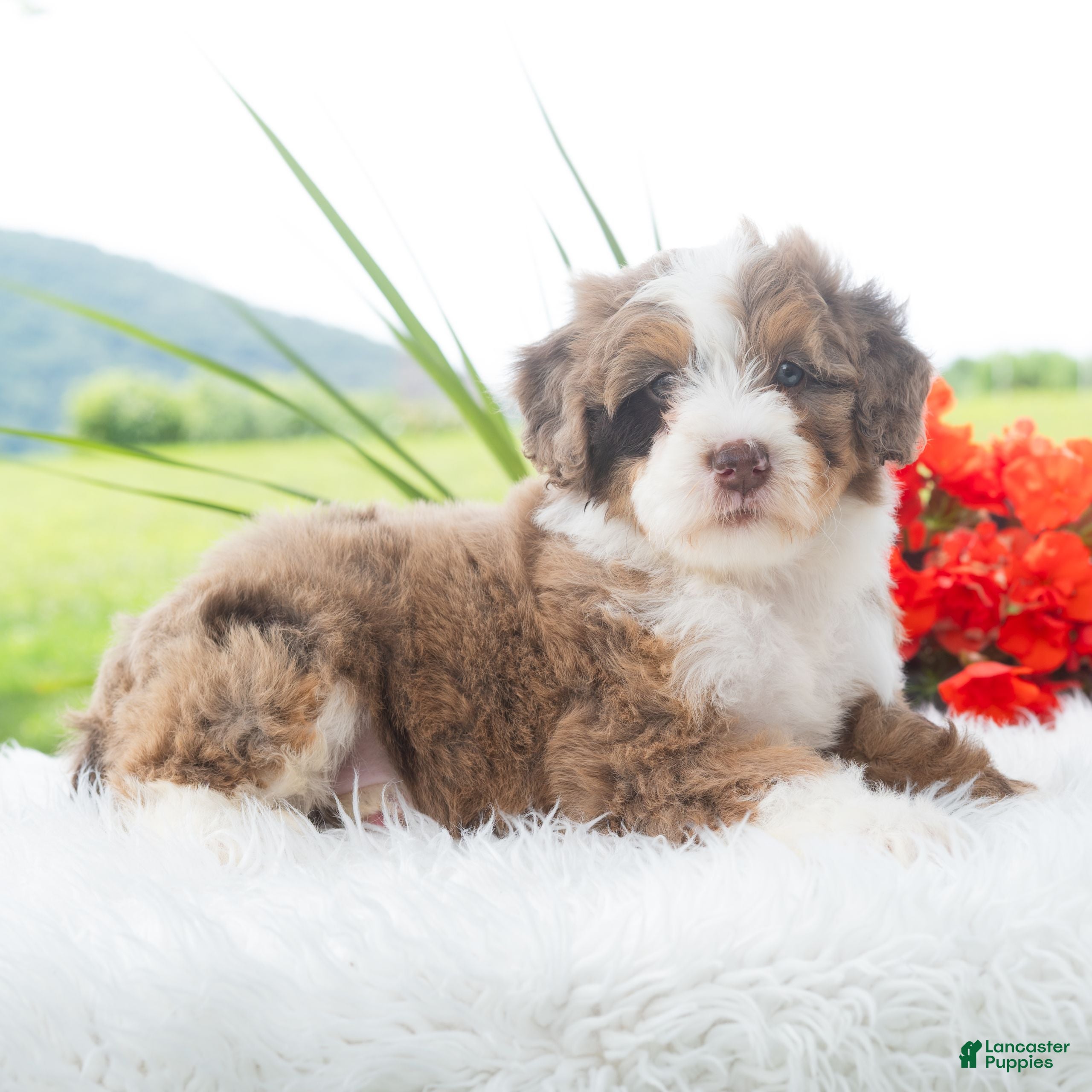 Mini Bernedoodle dogs Ruffles  - Ad 2