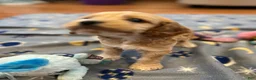 Cockapoo dogs for sale: Buff boy  - Ad 3