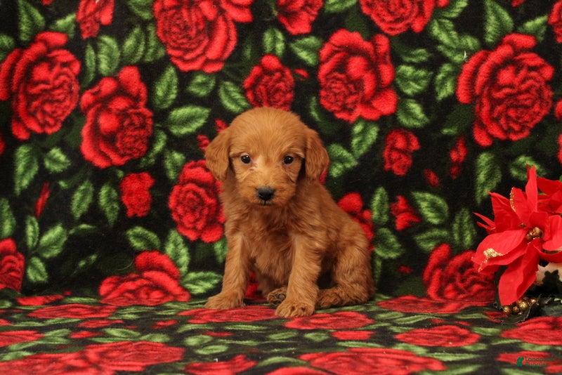 Mini Goldendoodle dogs Clarence - Ad 34