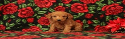 Mini Goldendoodle dogs for sale: Clarence - Ad 1