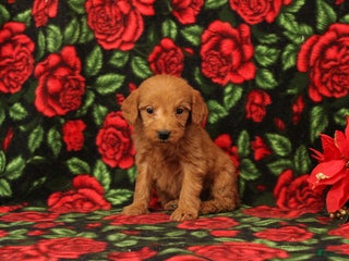 Mini Goldendoodle dogs Clarence - Ad 38