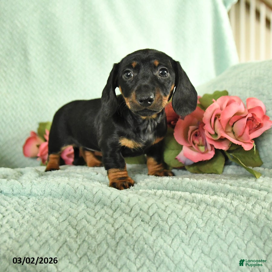Dachshund dogs Gabby - Ad 1