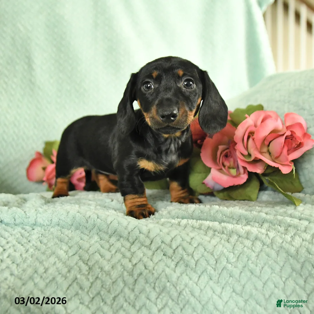 Dachshund dogs for sale: Gabby - Ad 1