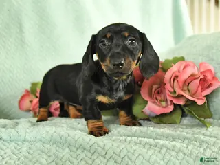 Miniature Dachshund dogs for sale: Gabby - Ad 2