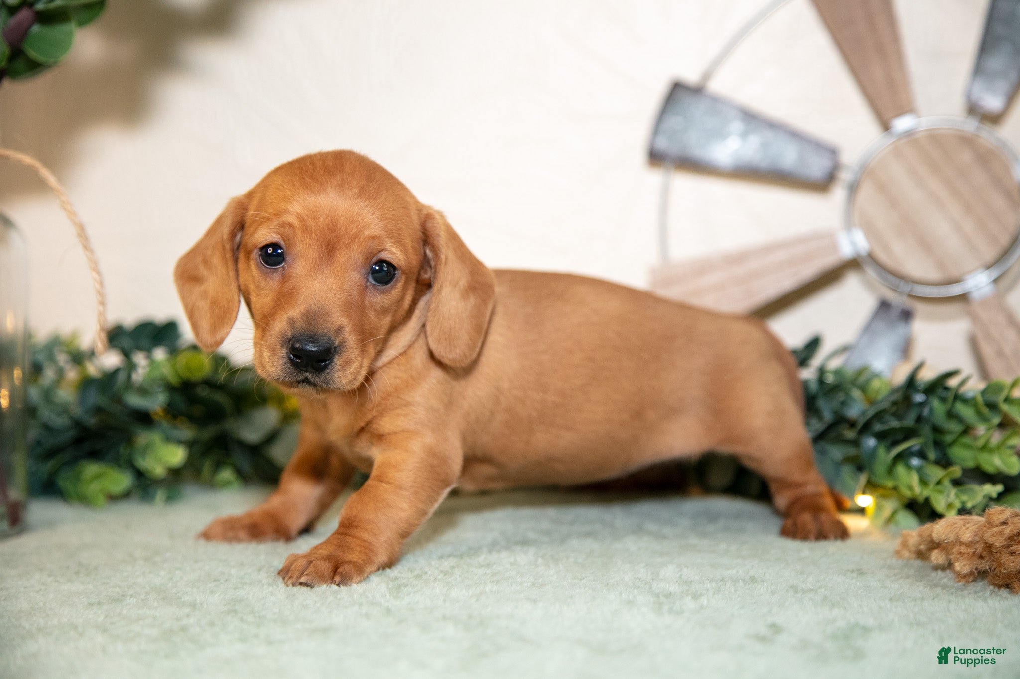 Miniature Dachshund dogs Sienna - Ad 1