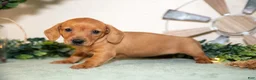 Miniature Dachshund dogs for sale: Sienna - Ad 1