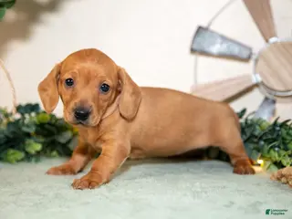 Miniature Dachshund dogs for sale: Sienna - Ad 2