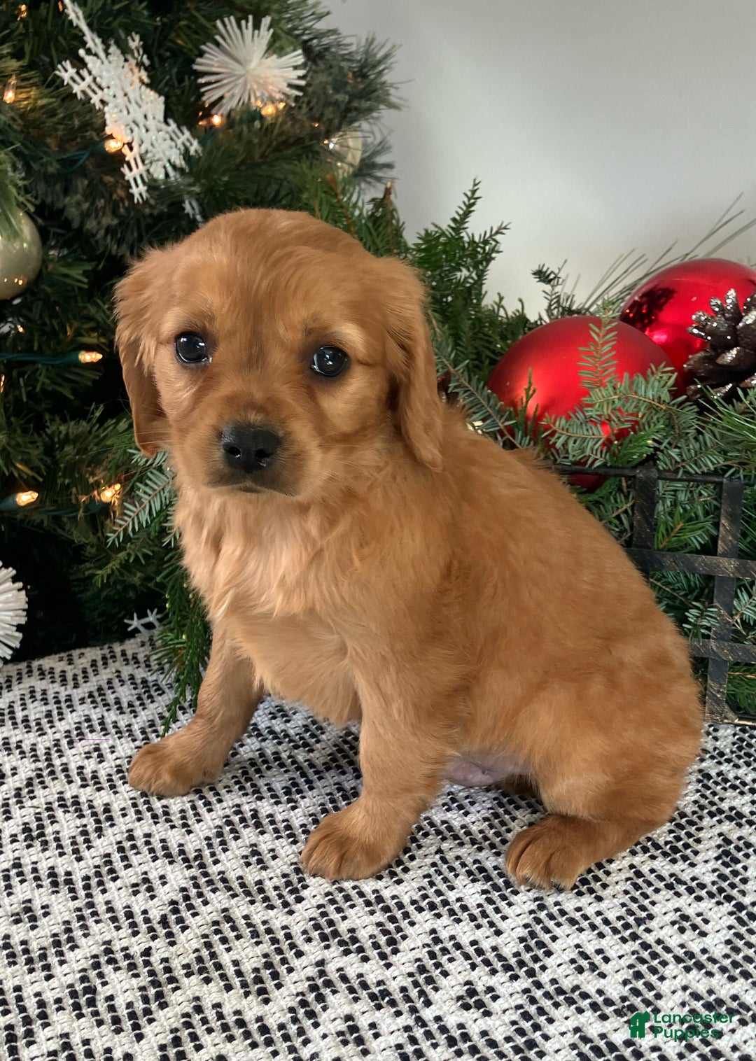 Miniature Golden Retriever dogs for sale: Lenny - Ad 2