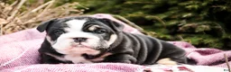 English Bulldog dogs for sale: Amelia - Ad 4