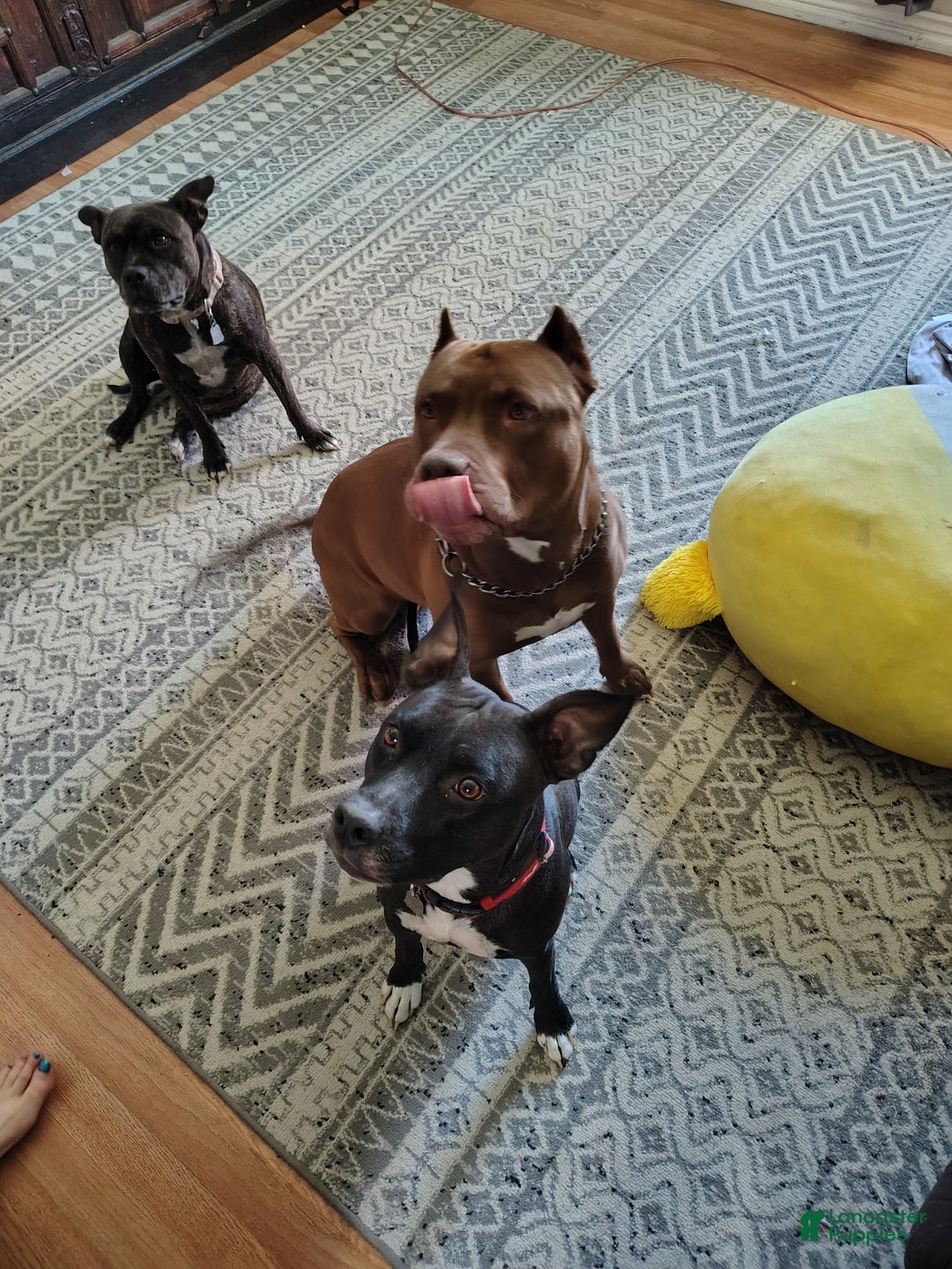 American Pit Bull Terrier dogs for sale: Puppy #3 - Ad 2