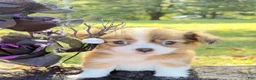Chihuahua dogs for sale: Chihuahua 1 - Ad 6