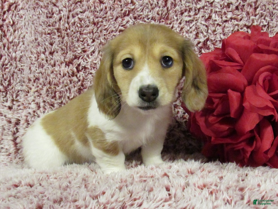 Miniature Dachshund dogs for sale: Sophie - Ad 1