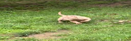 American Bully dogs for sale: American Bully 1 - Ad 6