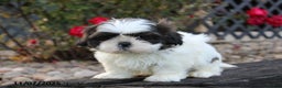 Shih Tzu dogs for sale: Chilly - Ad 2