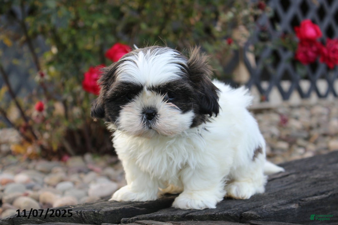 Shih Tzu dogs for sale: Chilly - Ad 2