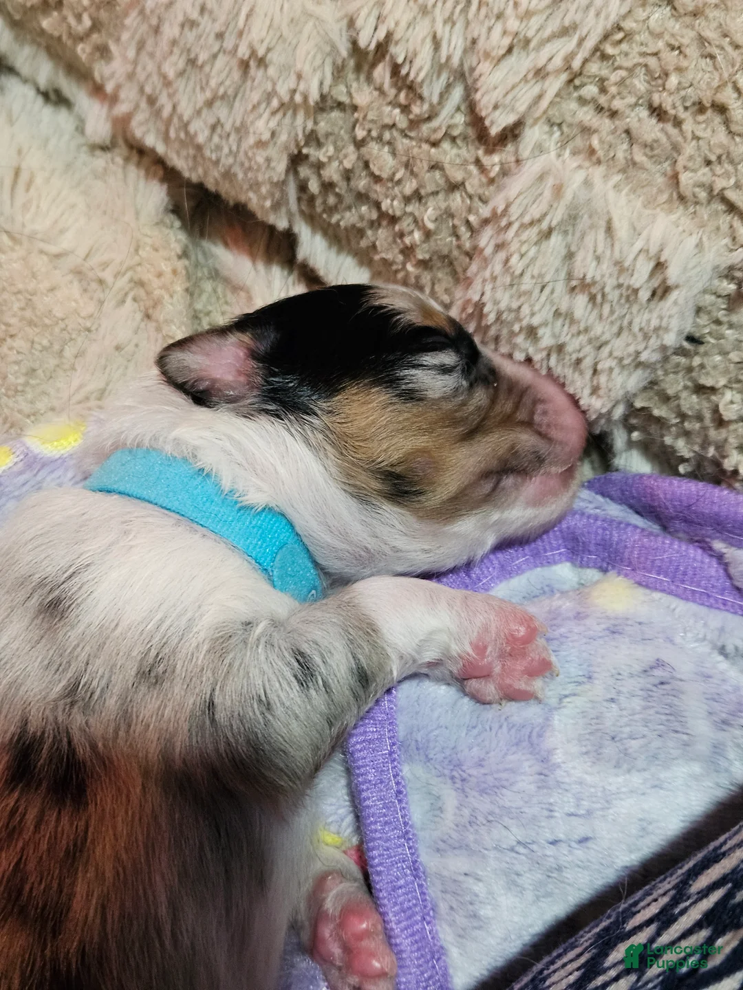 Miniature Australian Shepherd dogs for sale: Max - Ad 2