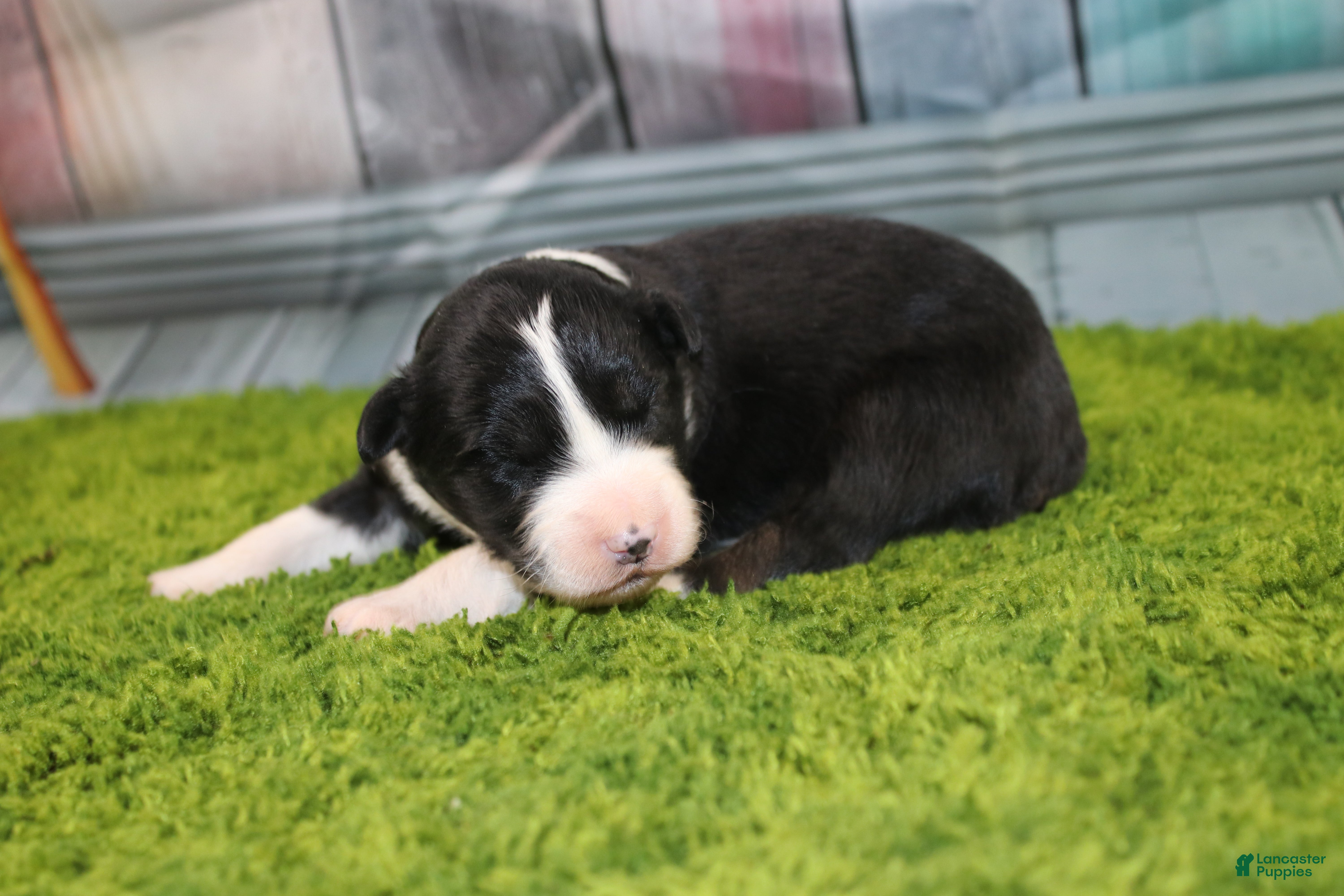 Australian Shepherd dogs Australian Shepherd Puppy 2 - Ad 6