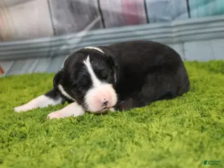 Australian Shepherd dogs Australian Shepherd Puppy 2 - Ad 6