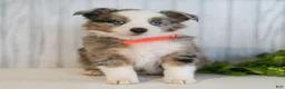 Miniature Australian Shepherd dogs for sale: Cinnamon  - Ad 4