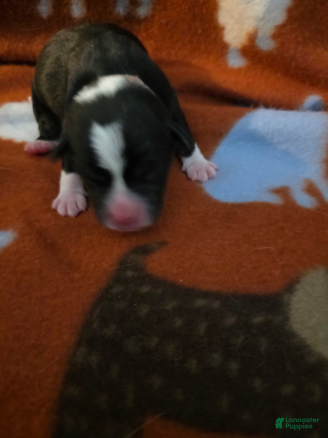 Mixed Breed dogs for sale: Blue - Ad 10