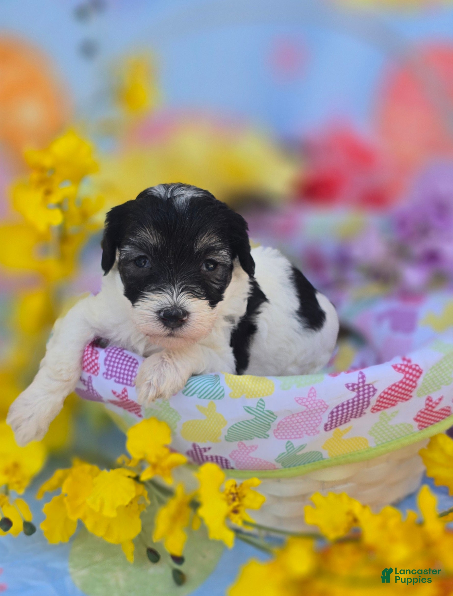 Maltipoo dogs Marble - Ad 13