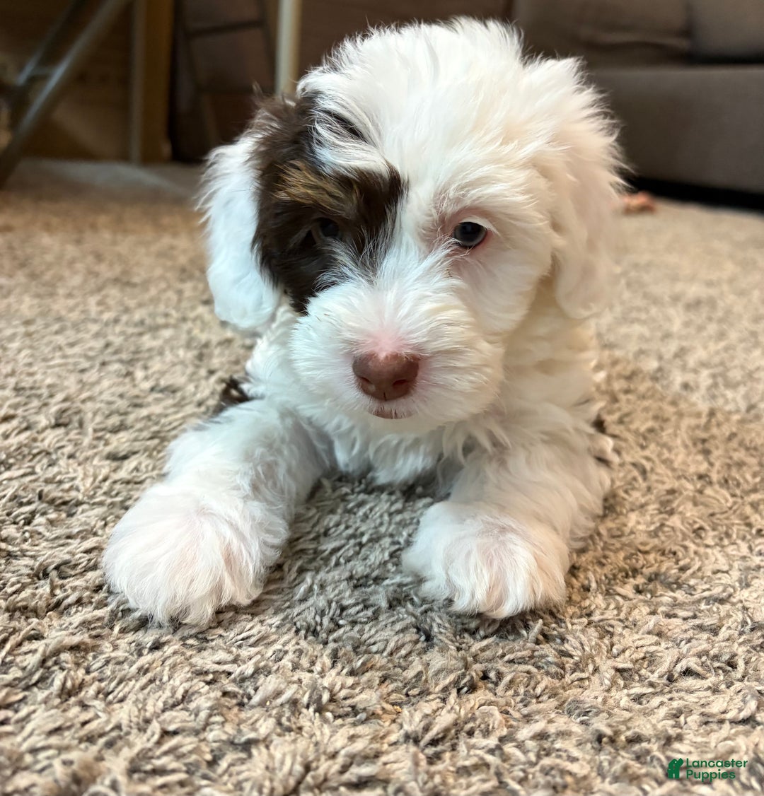 Bernedoodle dogs for sale: Oakley - Ad 4