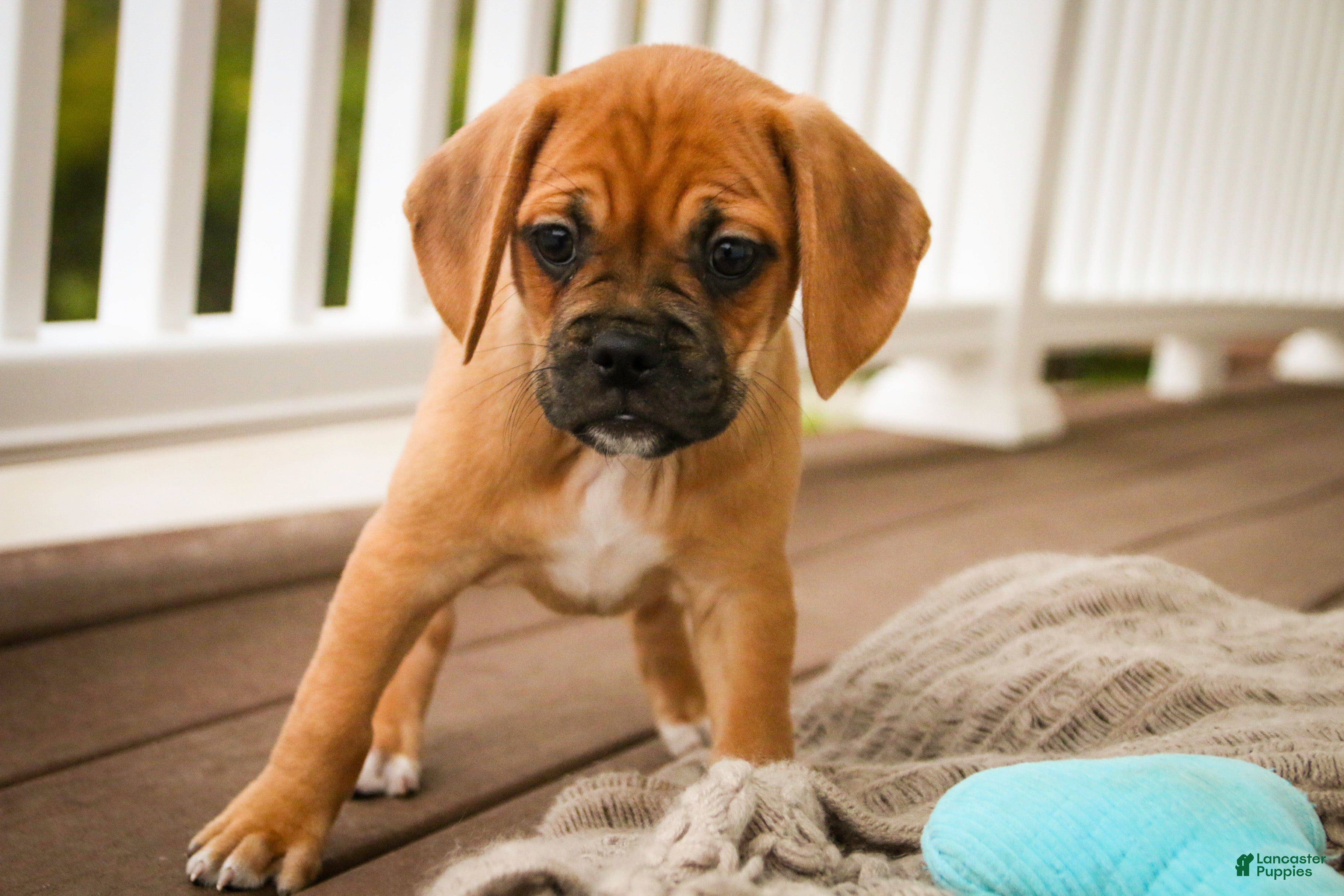 Beagle Puppies for sale in Indiana Lancaster Puppies