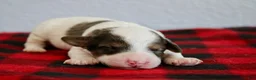 Mini Goldendoodle dogs for sale: Aliya - Ad 2
