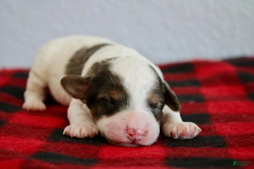 Mini Goldendoodle dogs for sale: Aliya - Ad 2