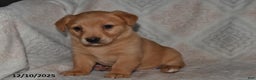 Mixed Breed dogs for sale: Ruby - Ad 2