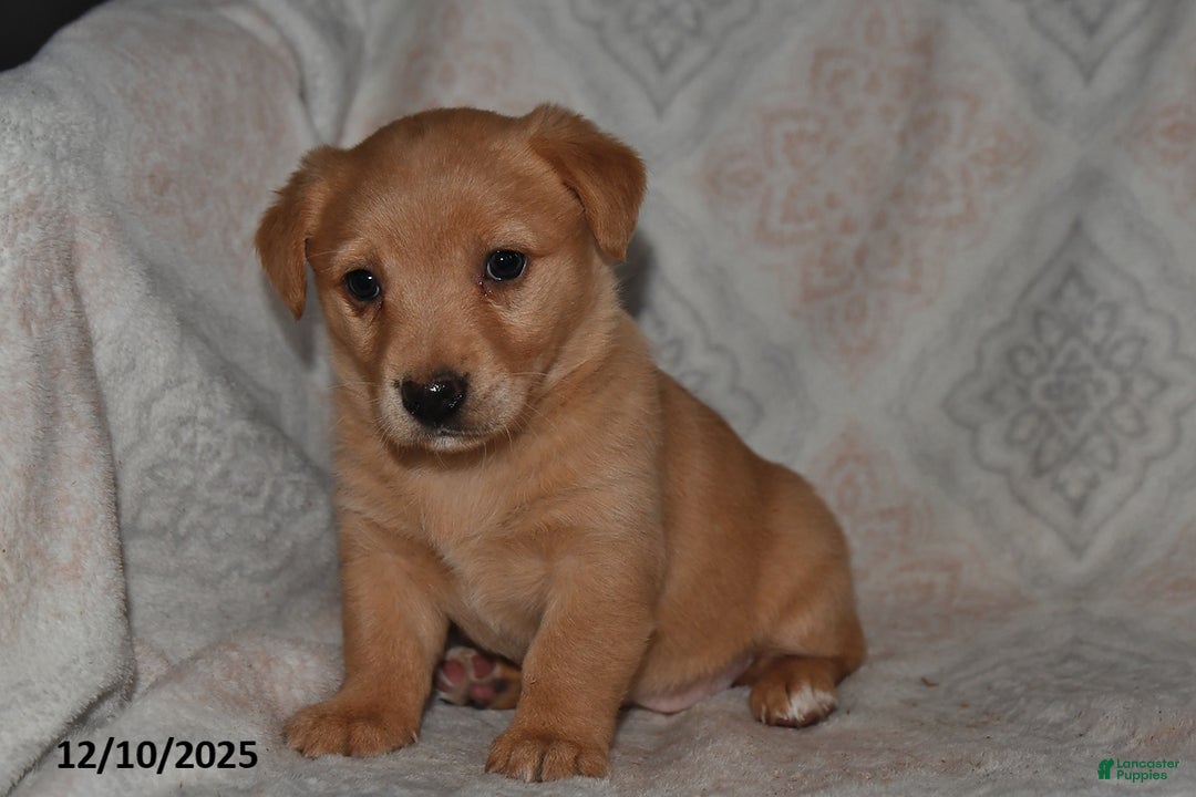 Mixed Breed dogs for sale: Ruby - Ad 2