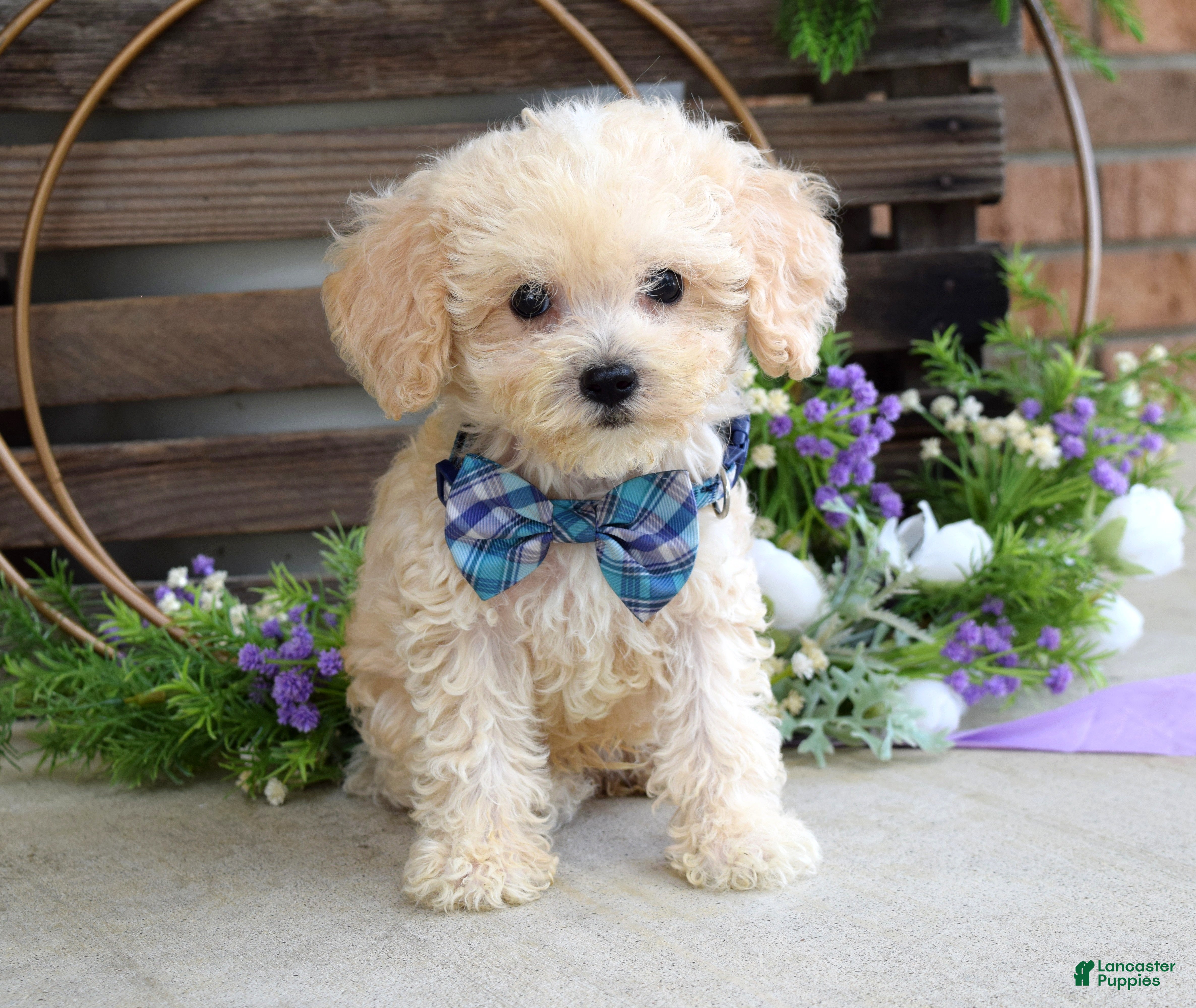 Maltipoo dogs Elliot - Ad 1